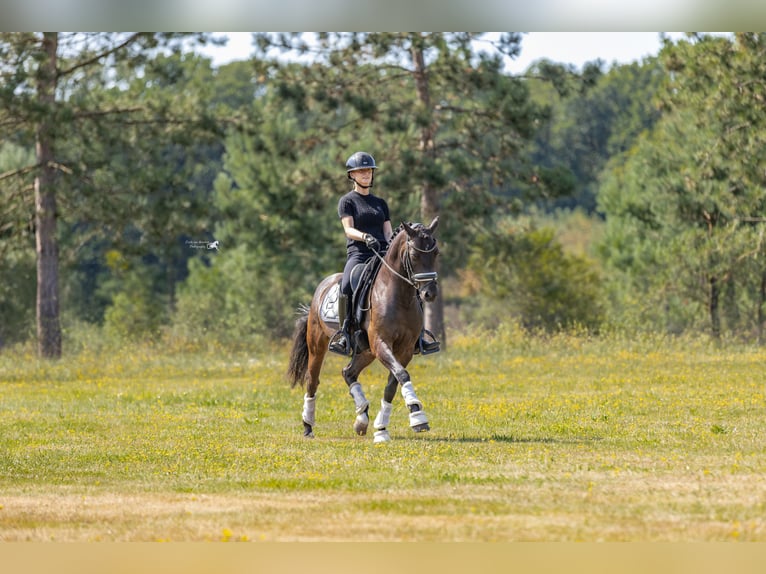 Welsh-D Wallach 9 Jahre 143 cm Dunkelbrauner in Oirschot