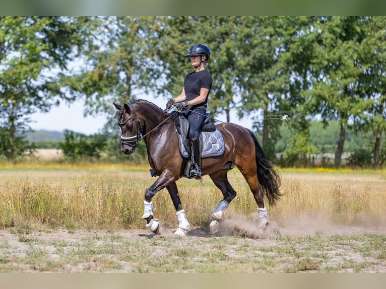 Welsh-D Wallach 9 Jahre 143 cm Dunkelbrauner in Oirschot