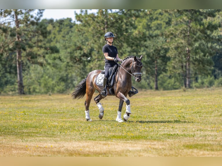Welsh-D Wallach 9 Jahre 143 cm Dunkelbrauner in Oirschot