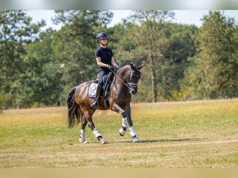 Welsh-D Wallach 9 Jahre 143 cm Dunkelbrauner in Oirschot