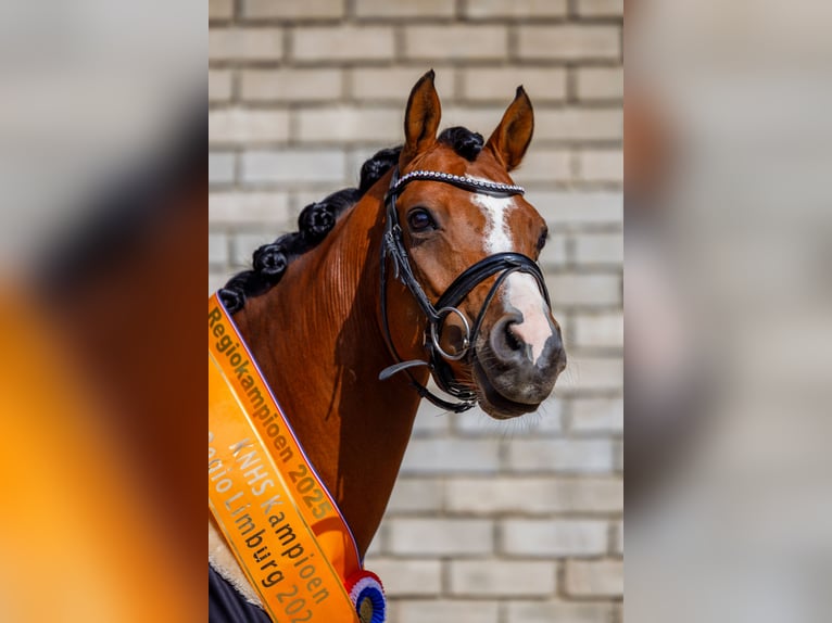 Welsh-D Wallach 9 Jahre 148 cm Brauner in Oirsbeek