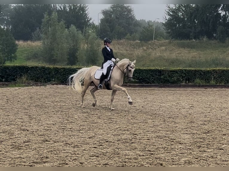 Welsh-D Wallach 9 Jahre 148 cm Palomino in Bergambacht