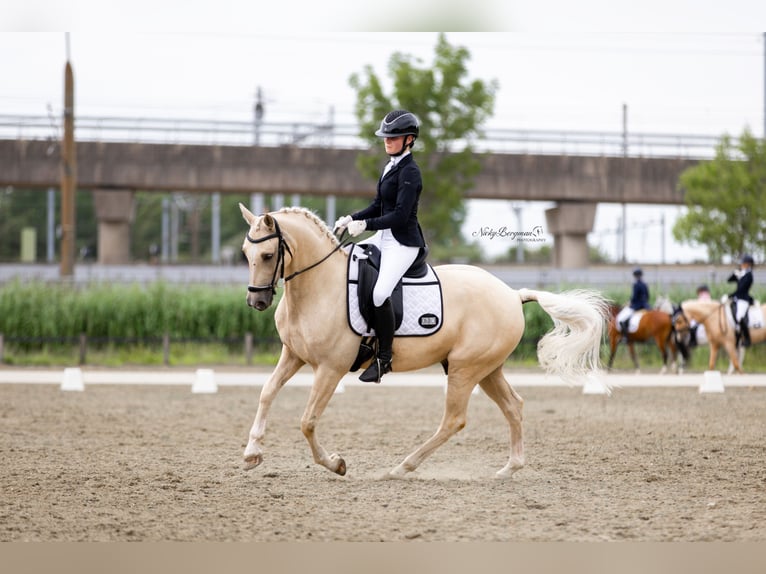 Welsh-D Wallach 9 Jahre 148 cm Palomino in Bergambacht