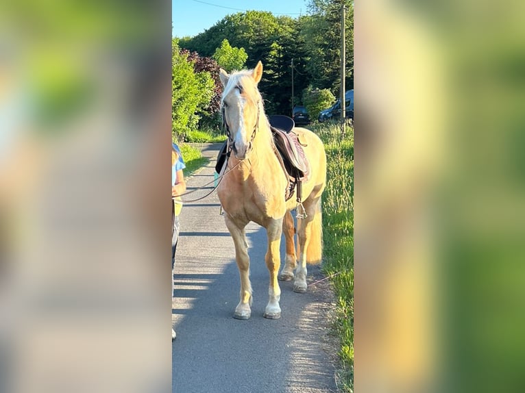 Welsh-D Wallach 9 Jahre 150 cm Palomino in Eitorf