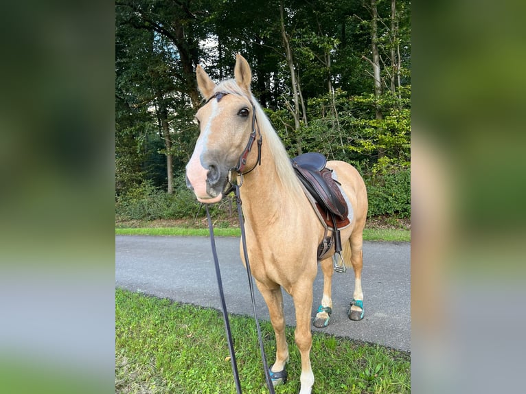 Welsh-D Wallach 9 Jahre 150 cm Palomino in Eitorf