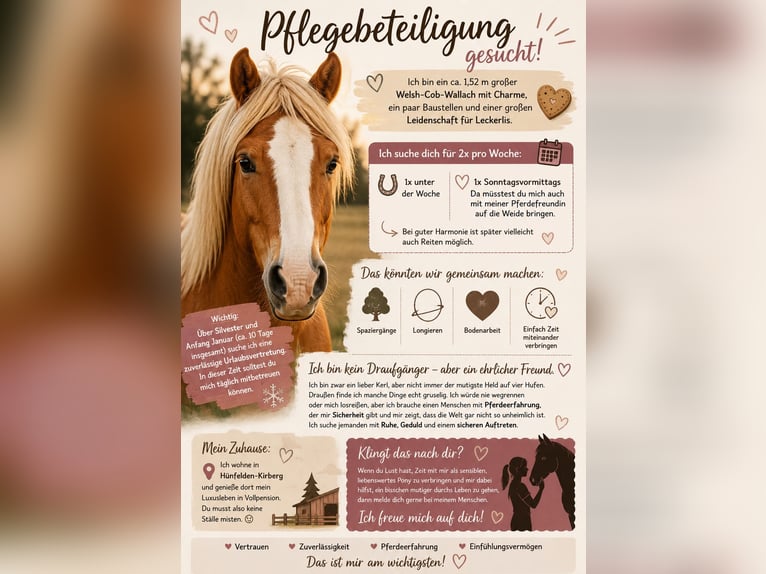 Welsh-D Wallach 9 Jahre 152 cm Fuchs in Hünfelden