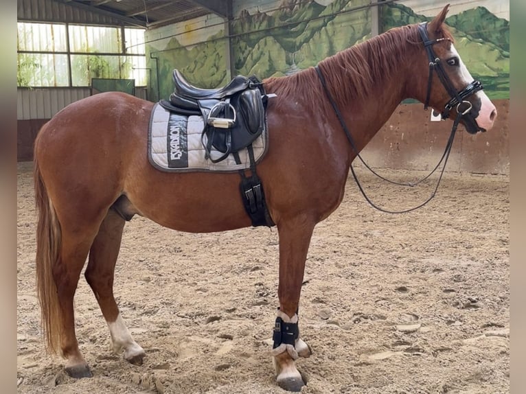 Welsh-D Mix Wallach 9 Jahre 155 cm Fuchs in Mülheim an der Ruhr