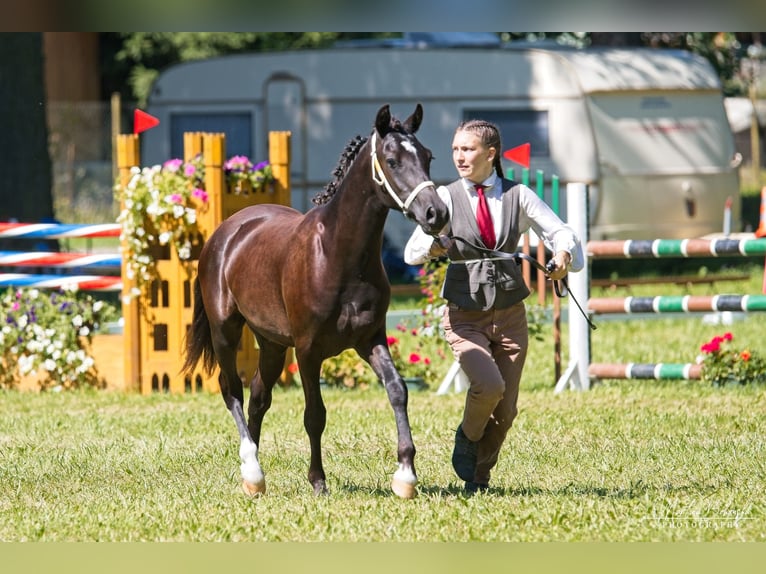 Welsh PB (delras) Hingst 1 år 135 cm Svart in Přeštice