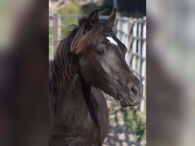 Welsh PB (delras) Hingst 1 år 135 cm Svart in Přeštice