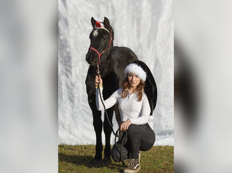 Welsh PB (delras) Hingst 1 år 135 cm Svart in Přeštice