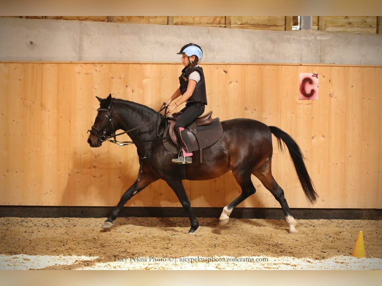 Welsh PB (delras) Hingst 1 år 135 cm Svart in Přeštice