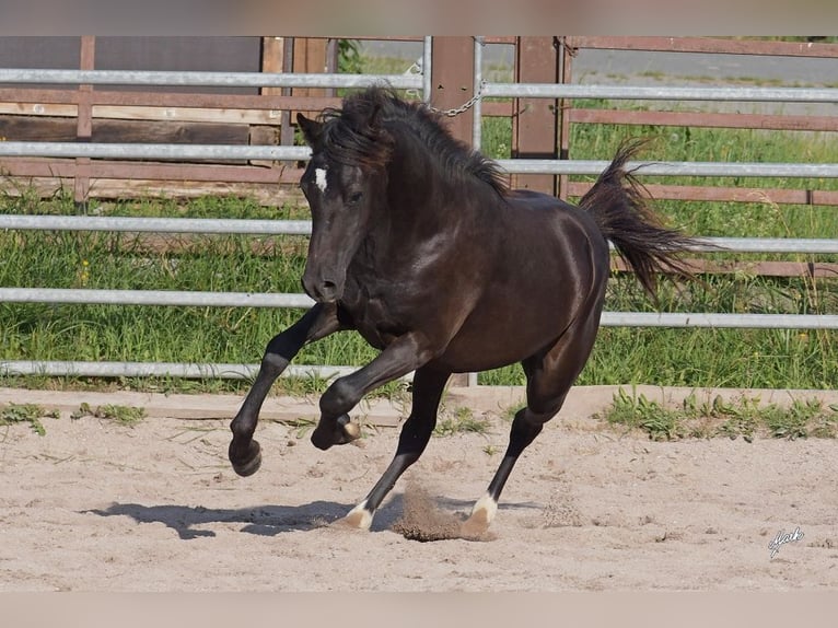 Welsh PB (delras) Hingst 1 år 135 cm Svart in Přeštice