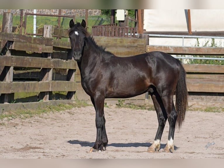 Welsh PB (delras) Hingst 1 år 135 cm Svart in Přeštice