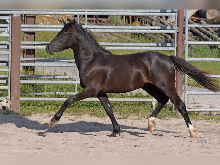 Welsh PB (delras) Hingst 1 år 135 cm Svart in Přeštice