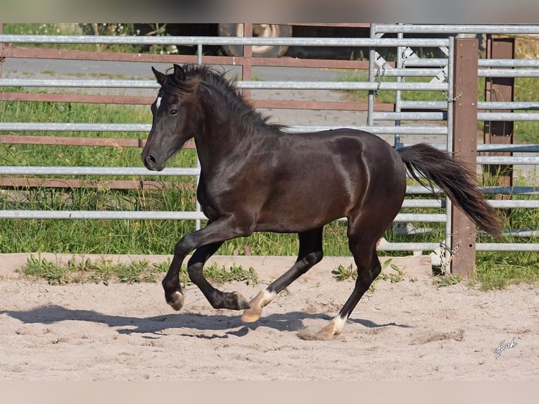 Welsh PB (delras) Hingst 1 år 135 cm Svart in Přeštice