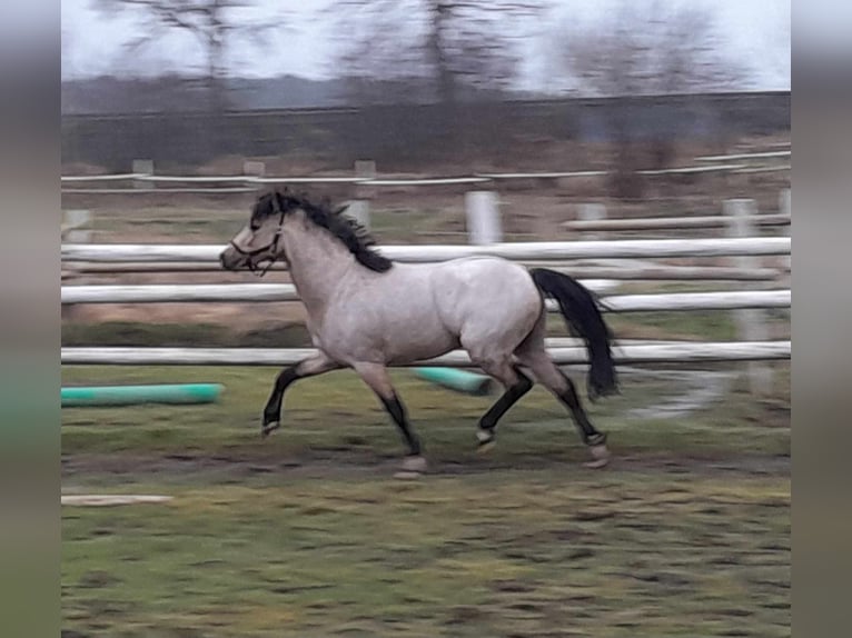 Welsh PB (delras) Hingst 2 år 127 cm Gulbrun in Gudendorf