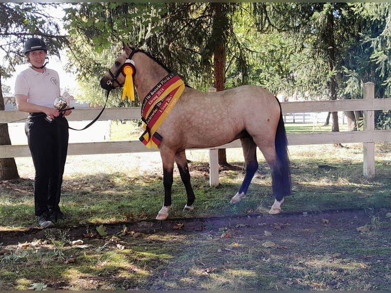 Welsh PB (delras) Hingst 2 år 127 cm Gulbrun in Gudendorf