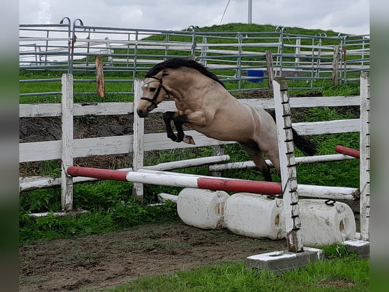 Welsh PB (delras) Hingst 2 år 127 cm Gulbrun in Gudendorf