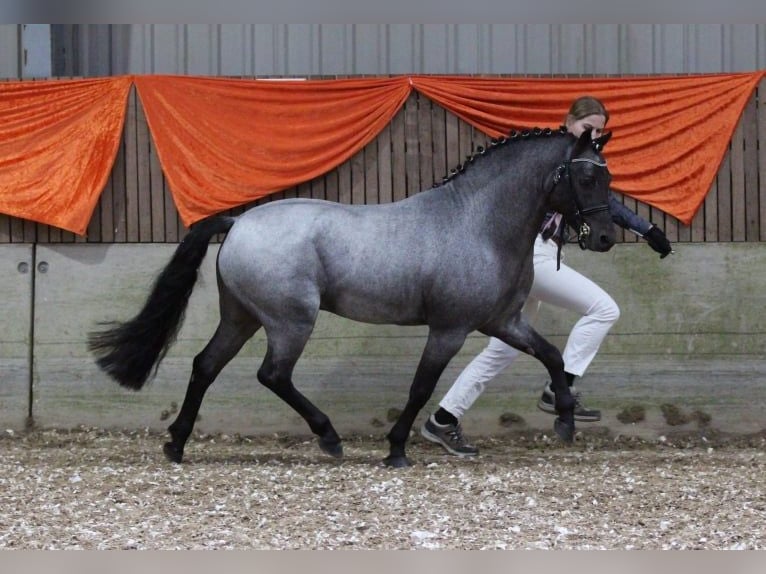 Welsh PB (delras) Hingst 2 år 127 cm Gulbrun in Gudendorf