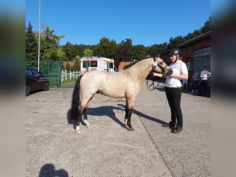 Welsh PB (delras) Hingst 2 år 127 cm Gulbrun in Gudendorf