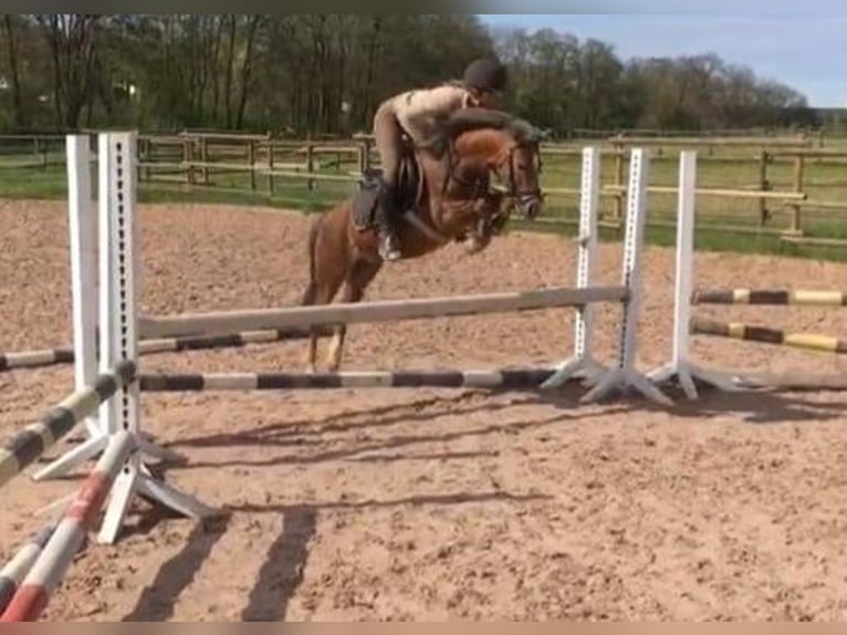 Welsh PB (delras) Hingst 2 år 127 cm Gulbrun in Gudendorf