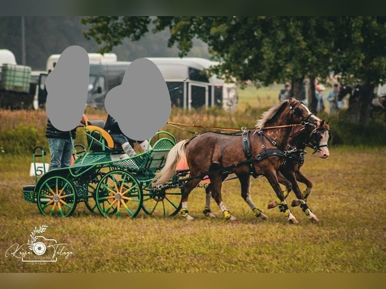 Welsh PB (delras) Hingst 5 år 135 cm in Niemarzyn