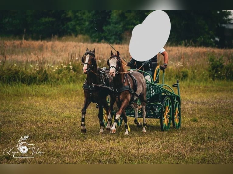 Welsh PB (delras) Hingst 5 år 135 cm in Niemarzyn