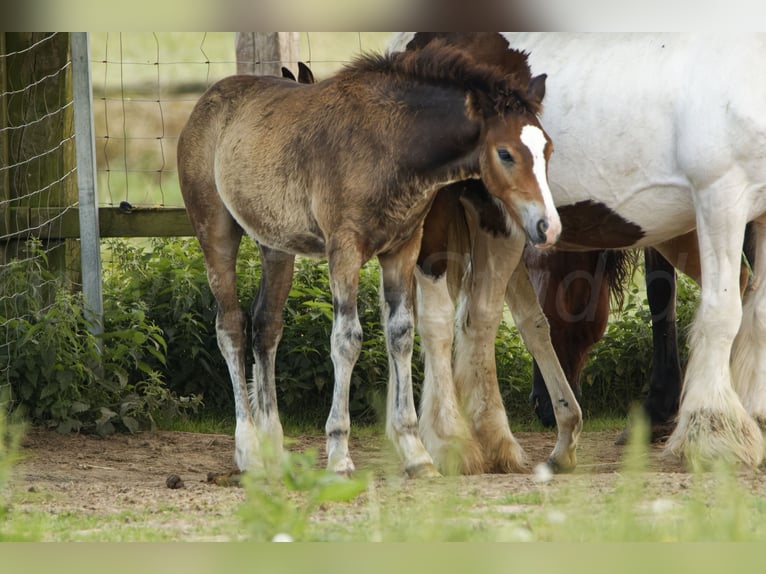 Welsh PB (delras) Hingst Föl (05/2024) 150 cm Rökfärgad svart in Meerbusch