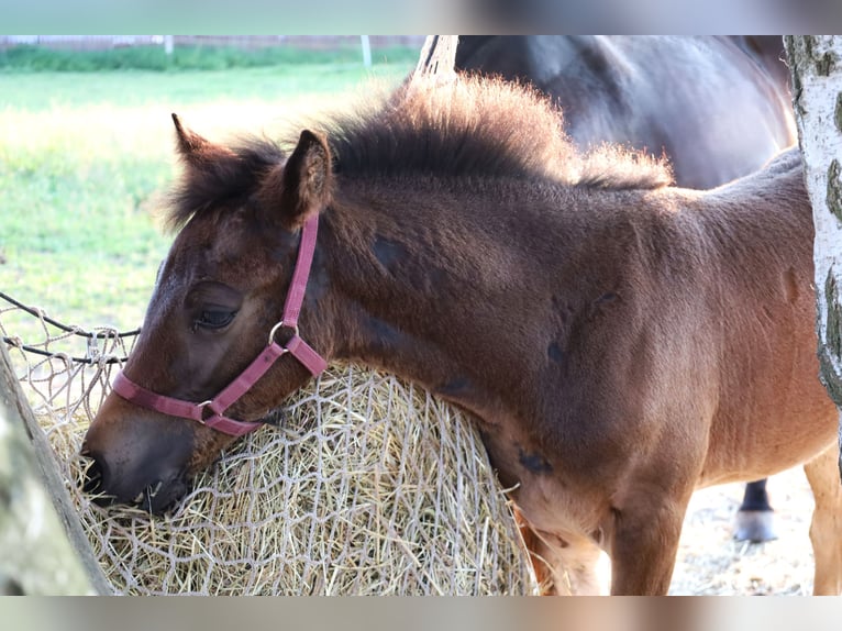 Welsh PB (delras) Hingst Föl (04/2024) 154 cm Mörkbrun in Nepomuk