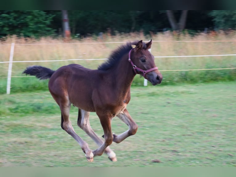 Welsh PB (delras) Hingst Föl (04/2024) 154 cm Mörkbrun in Nepomuk