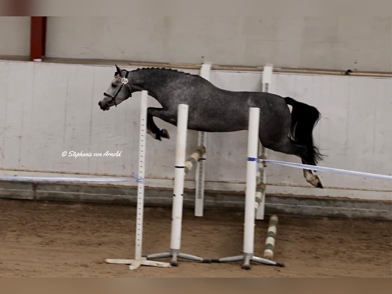 Welsh PB (delras) Sto 4 år 145 cm Grå in Björkvik