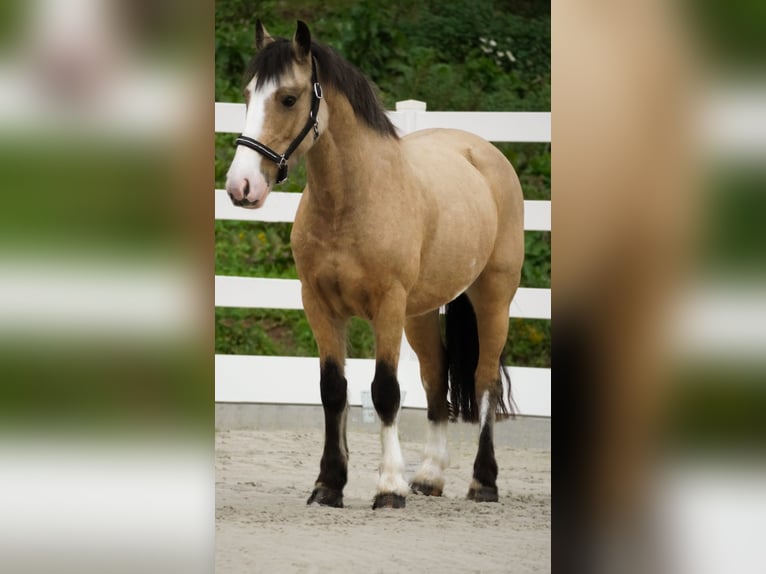 Welsh PB (delras) Blandning Sto 4 år 146 cm Gulbrun in Nettersheim