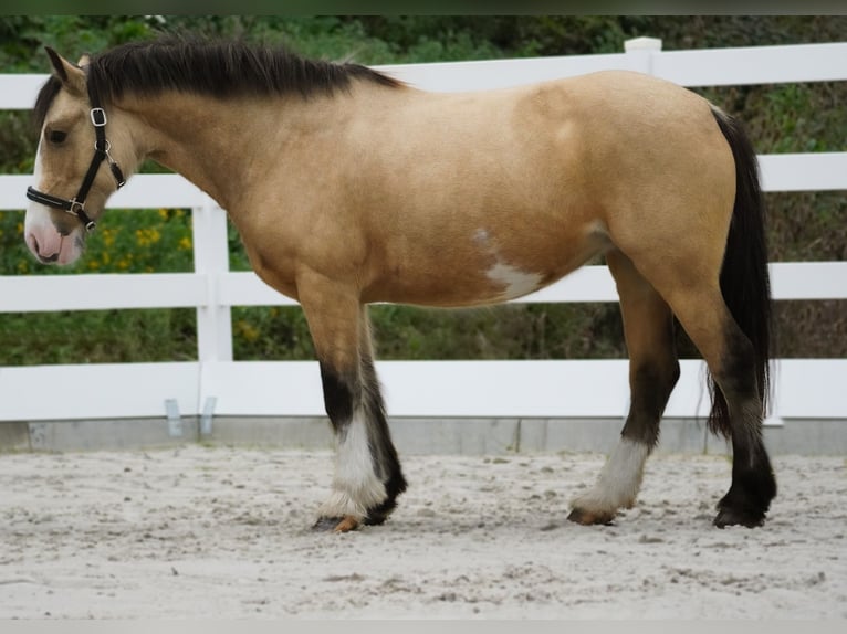 Welsh PB (delras) Blandning Sto 4 år 146 cm Gulbrun in Nettersheim