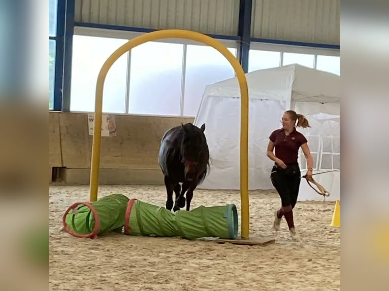 Welsh PB (delras) Sto 7 år 150 cm Mörkbrun in Basel