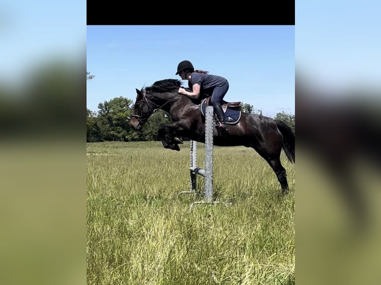 Welsh PB (delras) Valack 15 år 160 cm Rökfärgad svart in Azat Le Ris