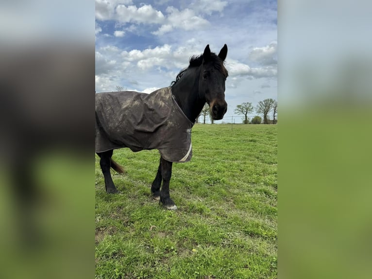 Welsh PB (delras) Valack 15 år 160 cm Rökfärgad svart in Azat Le Ris