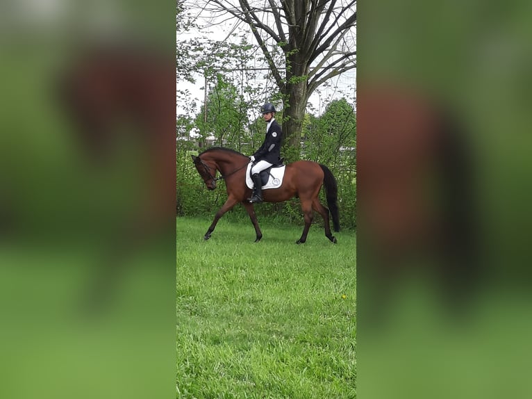 Welsh PB (delras) Valack 17 år 144 cm Brun in Pelt