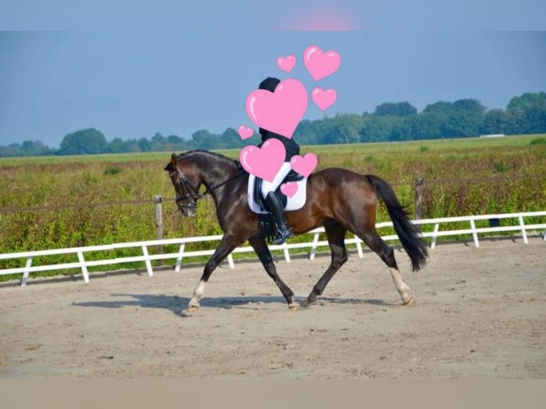 Welsh PB (delras) Valack 17 år 154 cm Brun in Nieuw-Schoonebeek