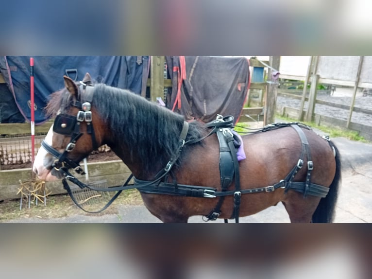 Welsh PB (delras) Valack 3 år 122 cm Mörkbrun in Kent