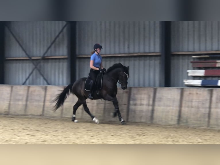 Welsh PB (delras) Valack 3 år 151 cm Rökfärgad svart in Didam