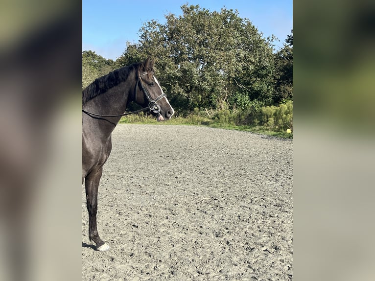 Welsh PB (delras) Valack 3 år 155 cm Mörkbrun in Saint lyphard