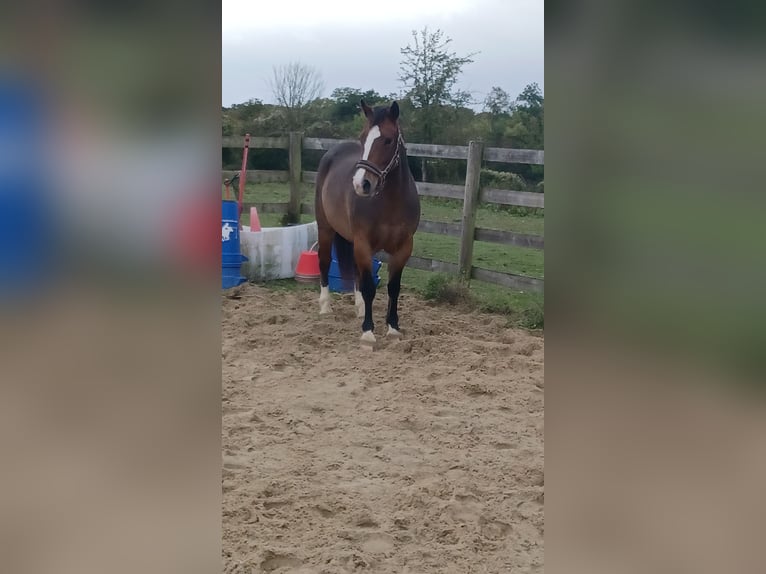 Welsh PB (delras) Valack 6 år 142 cm Brun in ARMENTIERES EN BRIE