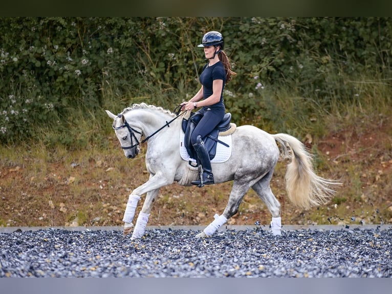 Welsh PB (delras) Valack 6 år 142 cm Grå-blå-brun in Wiltshire