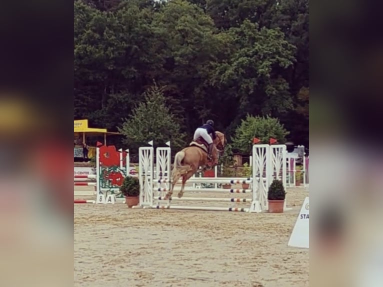 Welsh PB (delras) Valack 7 år 155 cm Palomino in Bridel