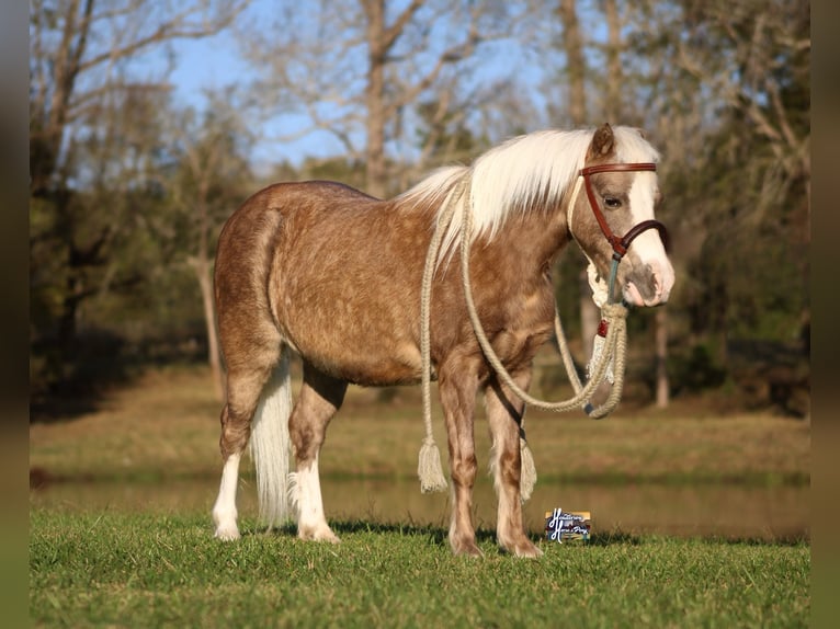 Welsh PB (Partbred) Mix Gelding 10 years 10,2 hh in Elkhart