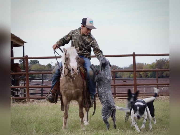 Welsh PB (Partbred) Mix Gelding 10 years 10,2 hh in Elkhart