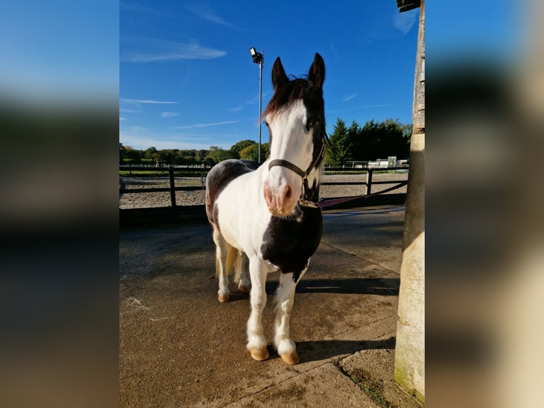 Welsh PB (Partbred) Gelding 12 years 14,3 hh Leopard-Piebald in Essex