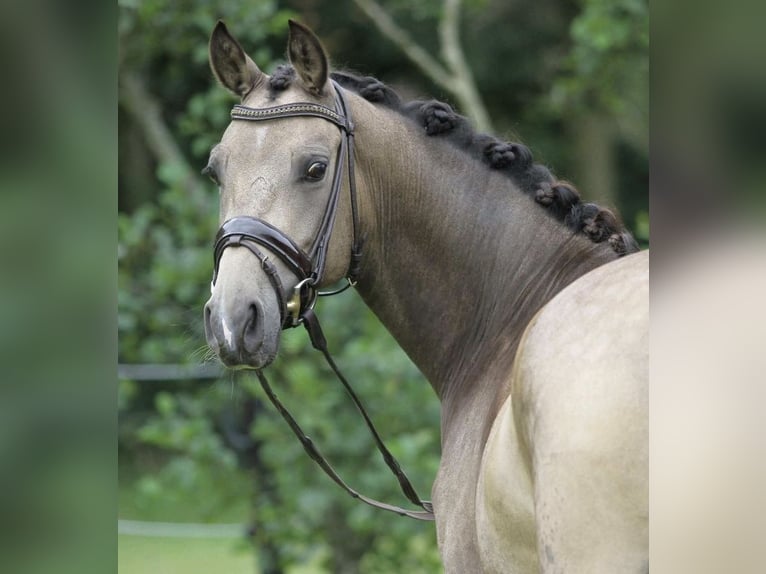 Welsh PB (Partbred) Gelding 13 years 15,1 hh in Nieuwveen