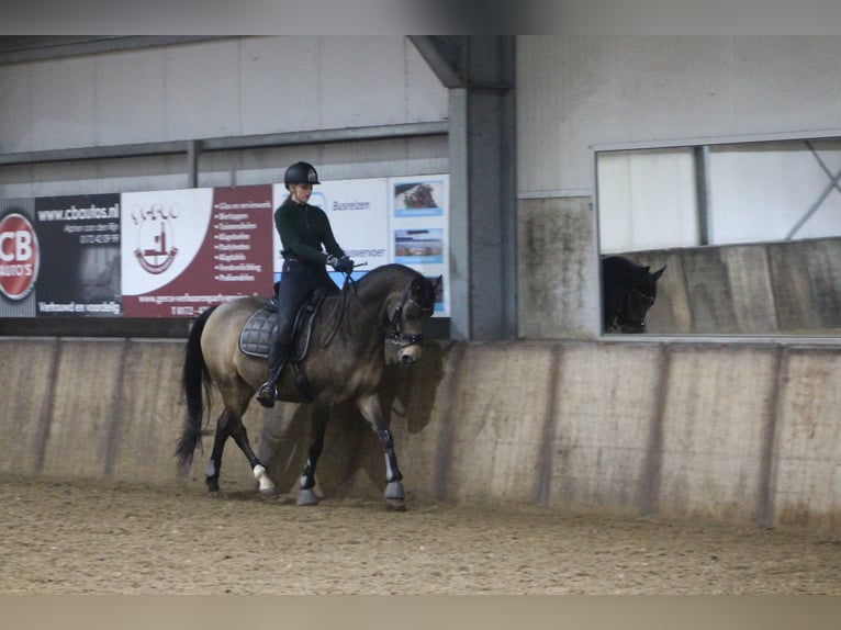 Welsh PB (Partbred) Gelding 13 years 15,1 hh in Nieuwveen