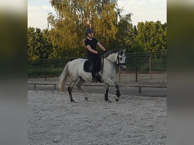 Welsh PB (Partbred) Gelding 14 years 15 hh Gray in Ingen